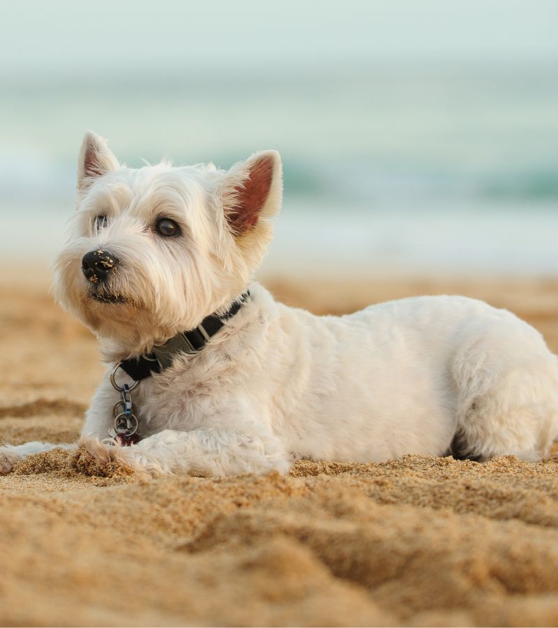 puppy on the sand