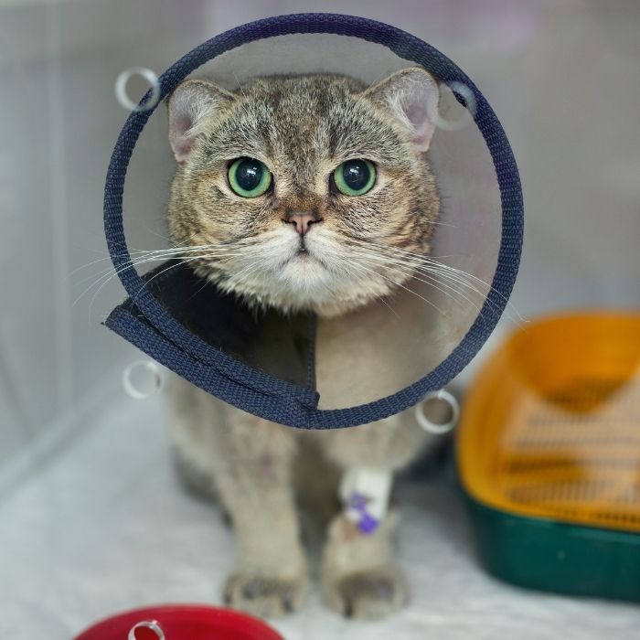 a cat wearing a cone around its neck