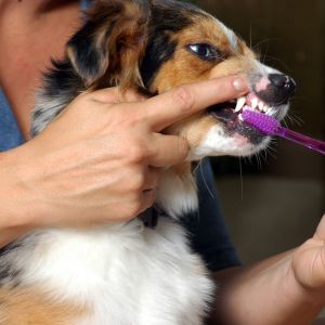a dog brushing teeth with a toothbrush